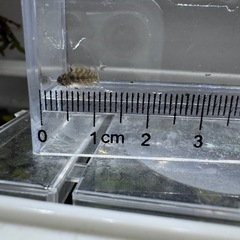 Ap.cf.レスティクローサ（ワイルド）の稚魚5匹_____20251025.の画像