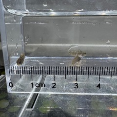 Ap.cf.レスティクローサ（ワイルド）の稚魚5匹_____20251025.の画像