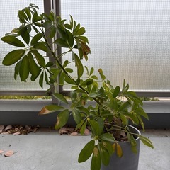 【かわいい】多肉植物、観葉植物の画像