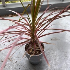 【かわいい】多肉植物、観葉植物の画像