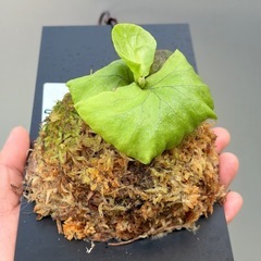 ビカクシダ　リドレイの画像