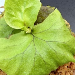 ビカクシダ　リドレイの画像