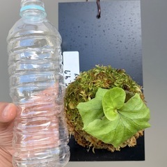 ビカクシダ　リドレイの画像