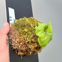 ビカクシダ　リドレイの画像