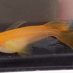 紅帝ヒレ長メダカ　卵３０個　　　　　　　　　　　　　　　　　　　　　　　　　　　　2025.10.25の画像