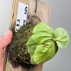 ビカクシダ　リドレイの画像