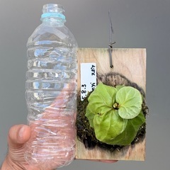 ビカクシダ　リドレイの画像