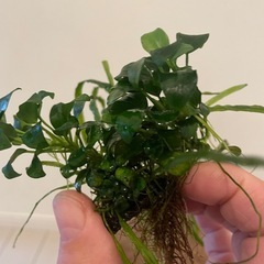ミクロソリウム本ナロー＆ナナプチ活着溶岩石の画像