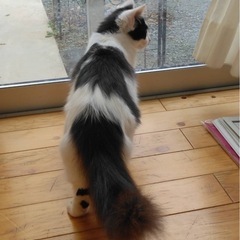 お尻ふわふわキュート💓ななちゃん里親様募集します。