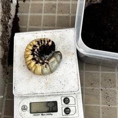 カブトムシ、コーカサスオオカブト幼虫オスメスペアの画像