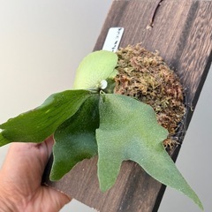 ビカクシダ　Bifurcatum compactの画像