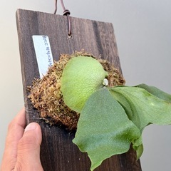 ビカクシダ　Bifurcatum compactの画像