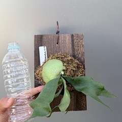 ビカクシダ　Bifurcatum compactの画像