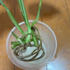 モンステラ　オブクリア　ムユナトワ　カット苗　お写真全ての画像