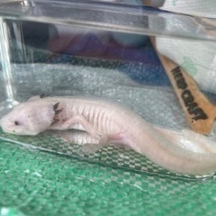 ウーパールーパーの画像