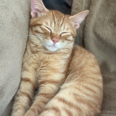 生後3ケ月位　可愛い茶トラ男の子