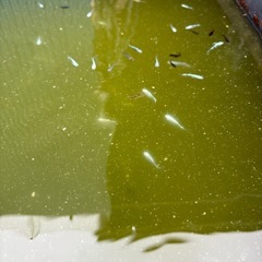 😄ミックスメダカ🐟画像から50匹🎃の画像