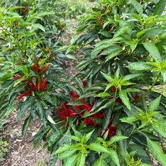 トウガラシ
🌶️の画像