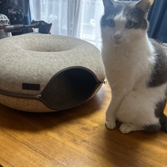 猫用ベッドドーナツキャットトンネル20%オフ‼️の画像