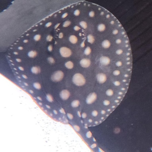 SWCダイヤモンドポルカ ペア