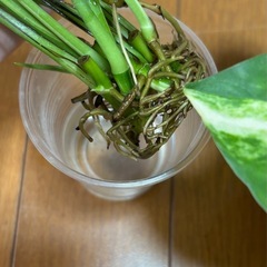 ポトス　グランデ　パステルシャワー　セットの画像