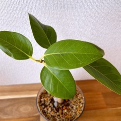 フィカス アルテシマの画像