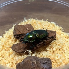 ニジイロクワガタ　ペア　（ノーマルカラー）の画像
