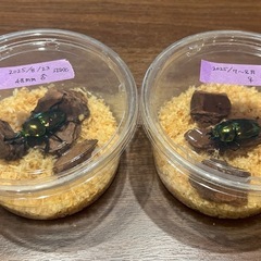 ニジイロクワガタ　ペア　（ノーマルカラー）の画像