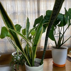 観葉植物　　モンステラ　他の画像