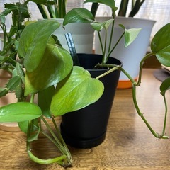 観葉植物　　モンステラ　他の画像