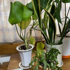 観葉植物　　モンステラ　他の画像