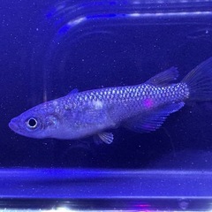 メダカ5匹の画像