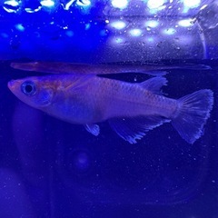 メダカ5匹の画像