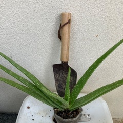 🌿‬ ܸアロエ⑥の画像