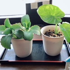 🪴ミニ観葉植物🪴🅰️
の画像