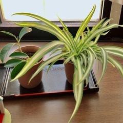 🪴ミニ観葉植物🪴🅰️
の画像