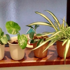 🪴ミニ観葉植物🪴🅰️
の画像