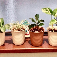 🪴ミニ観葉植物🪴🅱️
の画像