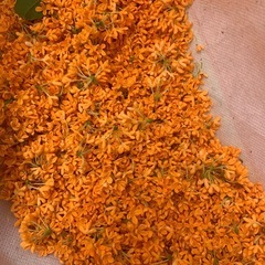 金木犀　花びら50gの画像