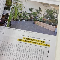 溶岩 鉢 多肉植物 山野草 盆栽などに ビオトープ 植木鉢の画像