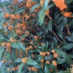 金木犀　花びら10gの画像