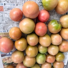 【決まりました】大玉トマト　５個  の画像