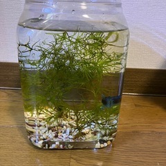 ベタ　飼育セットの画像