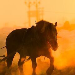 白龍と行く「帯広神社巡りとばんえい競馬ツアー」