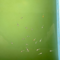 紅白ヒレ長メダカと金魚とプラ舟等の画像