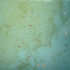 紅白ヒレ長メダカと金魚とプラ舟等の画像