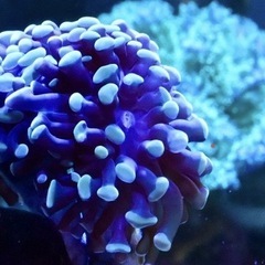 ナガレハナサンゴ　ゴールド　フラグの画像