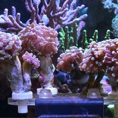 ナガレハナサンゴ　ゴールド　フラグの画像