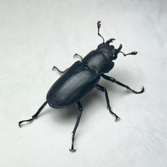 パープル系メタリフェルホソアカクワガタ　成虫ペア① の画像