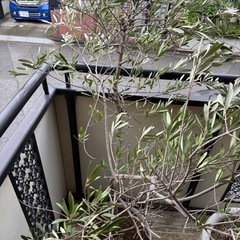 オリーブの木（鉢植え）の画像